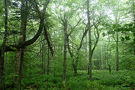 One property that I helped monitor this summer stood out from the rest, with its old-growth forest and fern-covered forest floor. (Photo by NCC) 