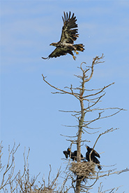 Juvenile eagle and cormorants (Photo by Sean Landsman)