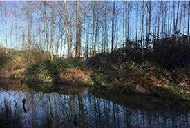 East bank of Centre Creek overrun by dense Himalayan blackberry (Photo by Lynn Pinnell)