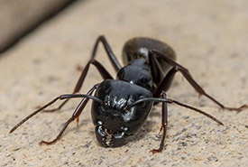 Eastern black carpenter ant (Photo by Wally Simpson, CC BY-NC 4.0)