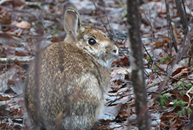 Eastern cottontail (Photo by Alain Mochon, CC BY-NC 4.0)