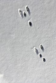 Eastern cottontail tracks (Photo by Chase Wasteicoot)