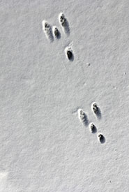 Eastern cottontail tracks (Photo by Chase Wastesicoot)