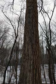 Eastern cottonwood (Photo by tsonj, CC BY-NC 4.0)