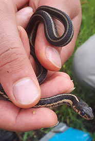 Eastern gartersnakes are likely of two subspecies of common gartersnake observed in Newfoundland and can be identified by their black colouration and bold stripes. (Photo by Andrea Gigeroff)