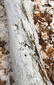 Eastern grey squirrel footprints in snow (Photo by NCC)