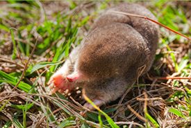 Eastern mole (Photo by Bert Cash, CC BY 4.0)