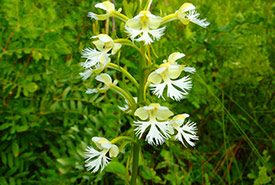 Eastern prairie white-fringed orchid (Photo by NCC)