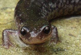 Eastern redbacked salamander, leadback phase (Photo by Sherry Nigro)