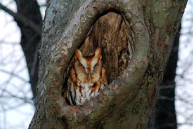 Eastern screech owl (Photo by Wikimedia Commons, Epeterwolf)