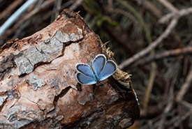 An eastern tailed-blue butterfly on one of the dead trees. (Photo by Andrea Moreau/NCC staff)