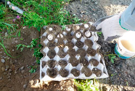 Snapping turtle eggs were packed in damp sand for transport. (Photo by David Beevis)