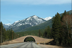 Wildlife crossings are structures that allow animals to safely cross barriers like roads.(Photo by Creative Commons)