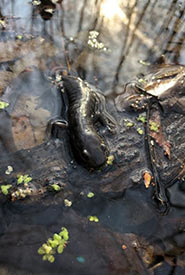 Endangered Jefferson salamander research at a vernal pond in southern Ontario (Photo by Sam Knight/NCC staff)
