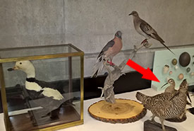 An Eskimo curlew taxidermy is likely the only way to see this species in the flesh nowadays. (Photo taken at the Royal Ontario Museum by Dan Kraus/NCC staff)