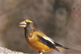 Evening grosbeak (Photo by Anna Tchoulik)