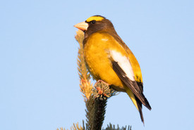 Evening grosbreak (Photo by Sean Feagan/NCC Staff)