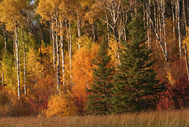 Riding Mountain, MB (Photo by Cathy Shaluk)