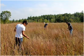 Volunteers lending a hand to collect seed on the Rice Lake Plains, ON (Photo by NCC)