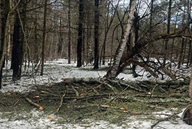 Downed trees in Gillies Grove after the freezing rain thunderstorm in spring 2023 (Photo by NCC)