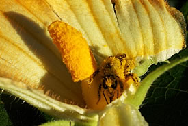 Female squash bee on a male pumpkin flower (Photo by Margaret Chan)