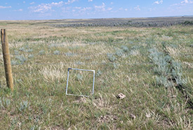 Wildlife friendly fence. You can see where the fence bisected a cattle trail, and will change how cattle move across that piece of land. (Photo by NCC)