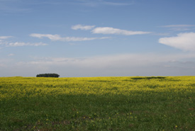 An agriculture field near Oldman River just west of Lethbridge (Photo by Doug Madill)