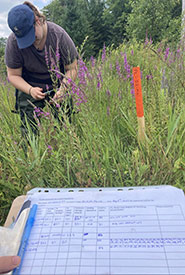 Purple loosestrife data collection. (Photo by Amanda Henderson/NCC staff)
