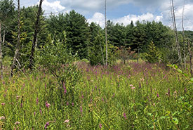 Purple loosestrife at Beaver Meadow wetland, ON. (Photo by Jen Arbeider/NCC staff)