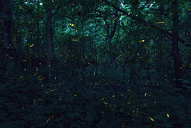 Fireflies (Photo by Zach Baranowski CC BY-NC-ND) 