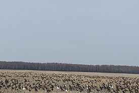Flock of Canada geese on an open field (Photo by berryfairy, CC BY-NC 4.0)