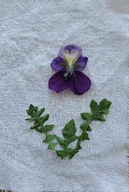 Flowers and leaf on a layer of fabric. (Photo by Sage Yathon)