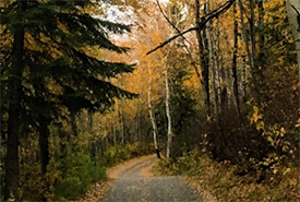 A forested path (Photo by Mariam Qureshi)