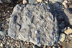 A fossil found around Mahone Bay shores (Photo by MICA)