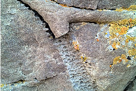 Close-up on Sandstone Ranch fossil (Photo by François Blouin)