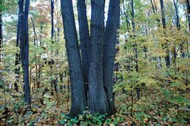 Four Oaks Corner, Happy Valley Forest, ON (Photo by Dr. Henry Barnett)