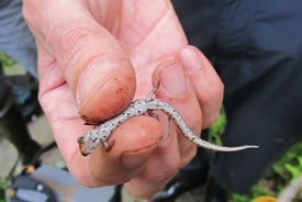 La salamandre à quatre orteils, découverte pendant notre retraite (photo de CNC)