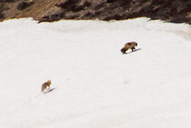 Wolverine going up the esker as the red fox trails behind (Photo by Claire Elliott/ NCC staff)