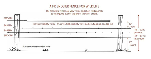 Friendlier fence for wildlife. (Photo source: Paige, C. 2020. Alberta Landholder’s Guide to Wildlife Friendly Fencing. P. 10.)