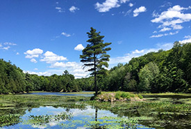 A wetland in the Frontenac Arch, ON (Photo by NCC) 