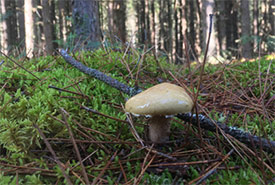 Fungi are fun to examine. They can be of different shapes and colours and some are associated with certain tree species (Photo by Mariam Qureshi)