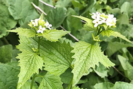 Second-year garlic mustard plant (Photo courtesy Invasive Species Centre)