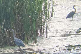 A picture of two great blue herons at Lynde Shores Conservation Area, ON. (Photo by Misha Golin/NCC staff)