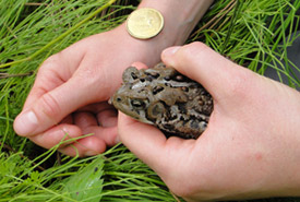 American toad, Cockburn Island, ON (Photo courtesy of Cara Copeland)