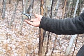 Giles with a chickadee eating bird seeds from his palm (Photo by NCC)