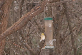 A plump American goldfinch at the feeder (Photo by Wendy Ho/NCC staff)