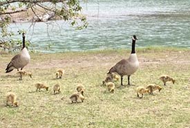 Gosling gaggle from spring of 2019. (Photo by Gayle Roodman/NCC)