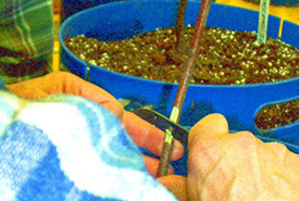 Grafting chestnut softwood cuttings (Photo by CCC)