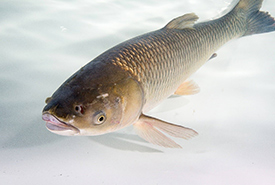 Grass carp (Photo by the Asian Carp Regional Coordinating Committee)