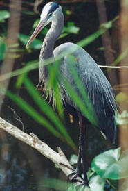 Great blue heron in breeding plumage in the Happy Valley Forest. (Photo by Dr. Henry Barnett)